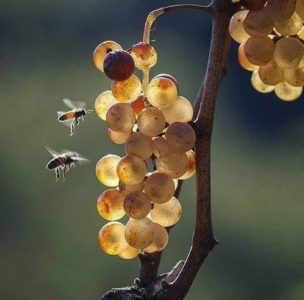 Uncovered grape varieties for the Leningrad region