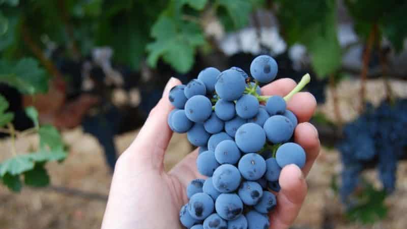 What properties should uncovered grape varieties have and which ones are considered the best?