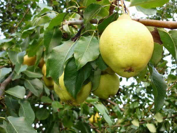 The best self-fertile pear varieties: growing features