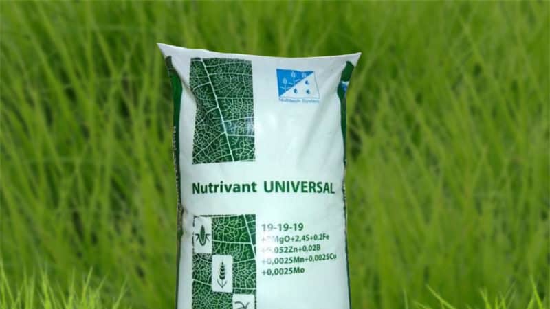 Proper feeding of winter wheat in spring: fertilizers and application rates