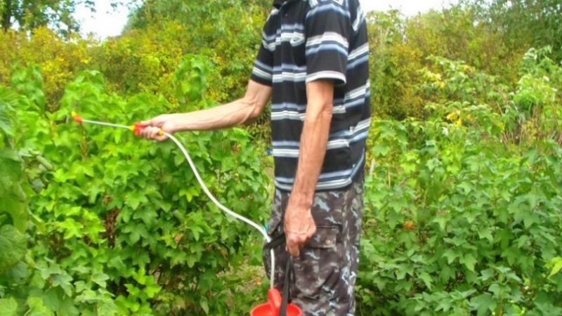 How to treat currant and gooseberry bushes in the spring against pests and diseases