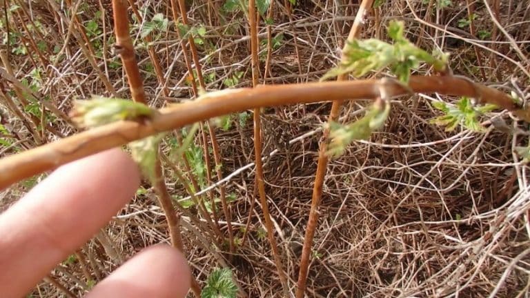 How to properly prune raspberries in spring: a step-by-step guide
