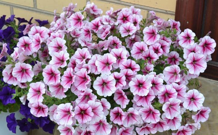What are the benefits of petunia flowers and how to grow them correctly