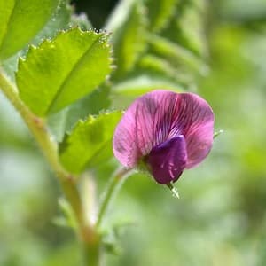 Description and characteristics of chickpeas