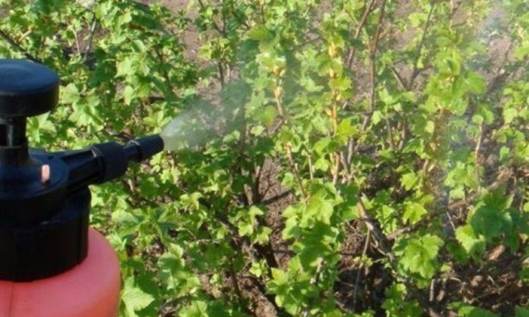 How and with what to spray currants in the spring against pests and diseases