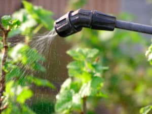 How and with what to spray currants in the spring against pests and diseases