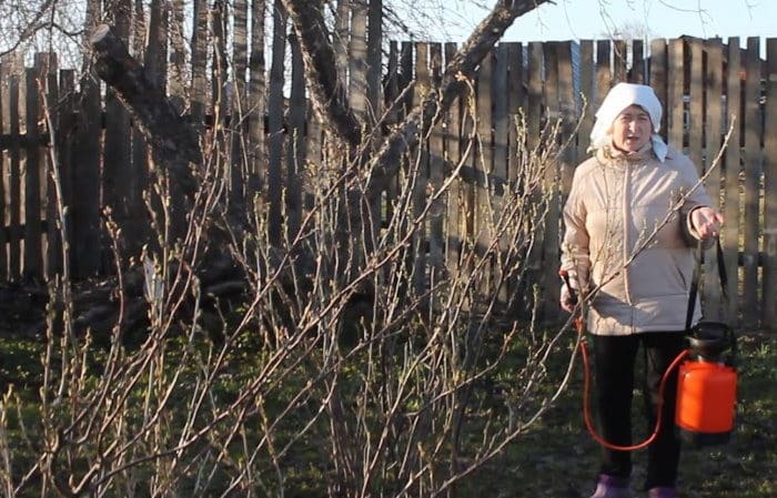 How and with what to spray currants in the spring against pests and diseases