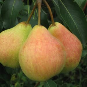 The best self-fertile pear varieties: growing features