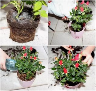 How to care for a home rose in a pot - a guide for beginner gardeners