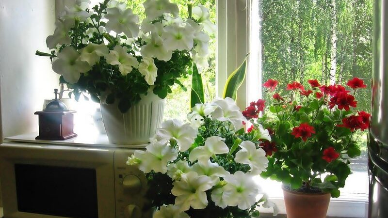 Why do you need to prune petunia in the middle of summer and how to do it correctly