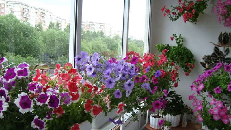 The best ways to prolong the flowering of petunias in pots: advice from experienced gardeners
