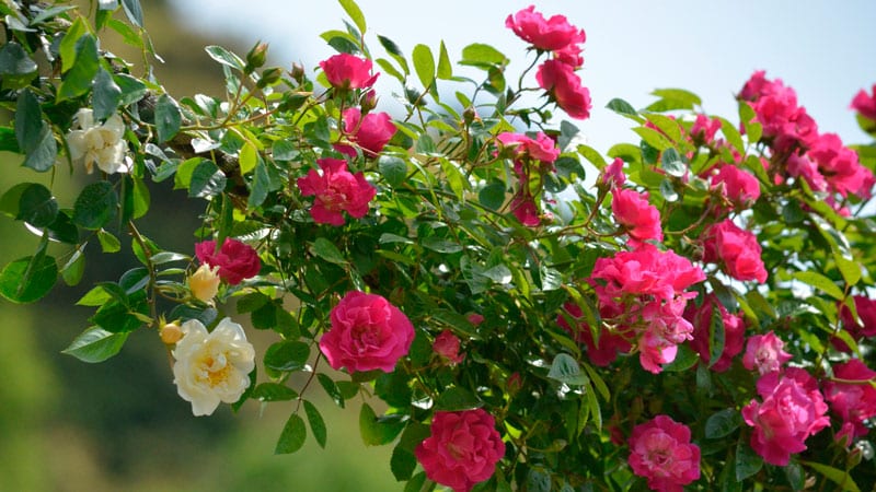 The best winter-hardy varieties of roses that bloom all summer and features of their cultivation
