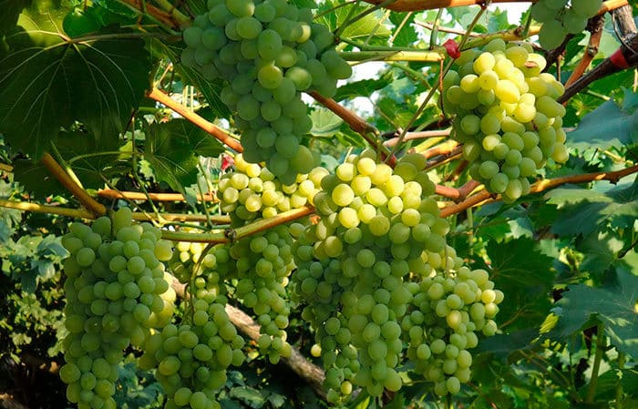 A selection of the best holistically sustainable grape varieties and recommendations for their selection