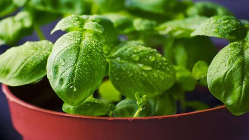 Step-by-step instructions for growing basil on the balcony from seeds