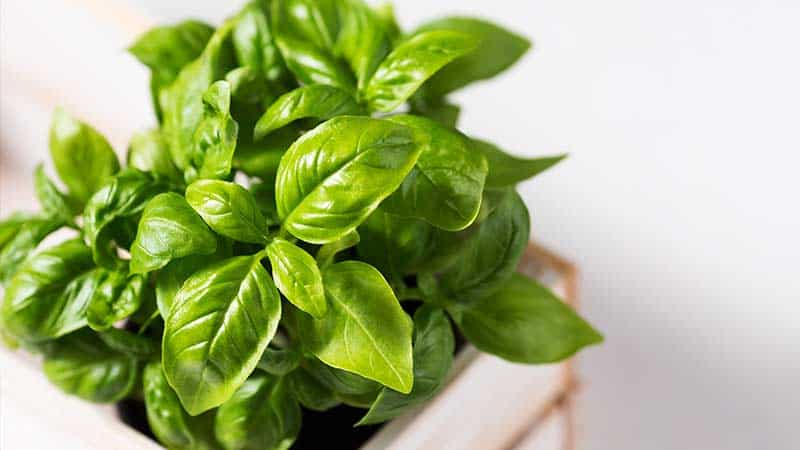 Step-by-step instructions for growing basil on the balcony from seeds