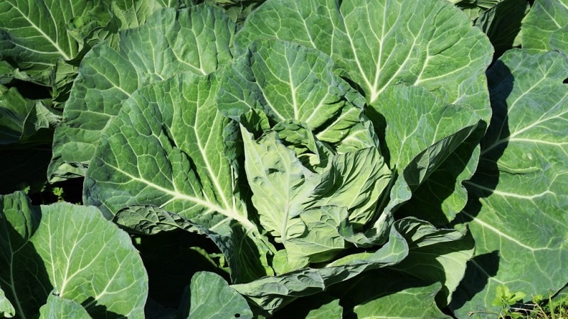 Why cabbage doesn't set into a head and what to do to fix it