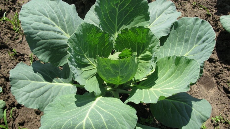 Why cabbage doesn't set into a head and what to do to fix it