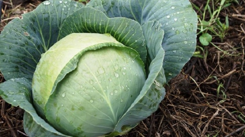 Why cabbage doesn't set into a head and what to do to fix it
