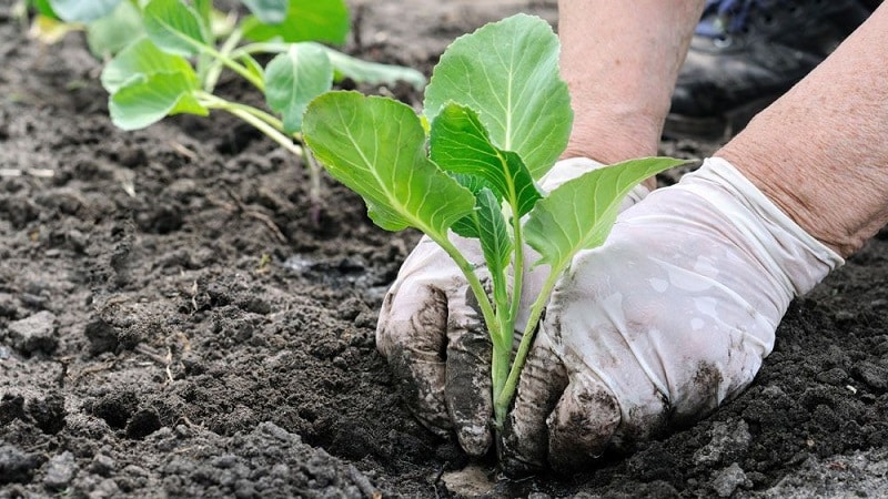 Why cabbage doesn't set into a head and what to do to fix it
