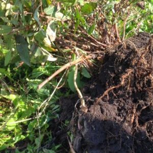 What kind of soil and drainage does honeysuckle like?