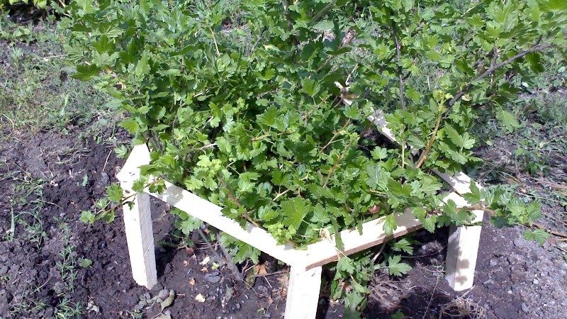 Step-by-step instructions for beginner gardeners: how to tie up gooseberries and form a bush correctly