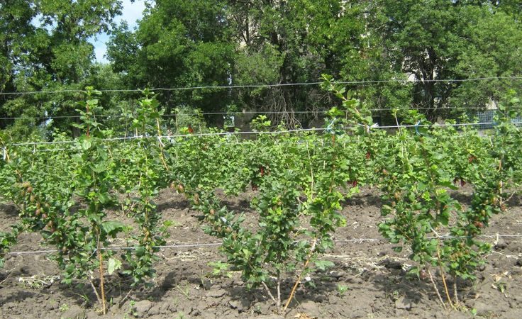 Step-by-step instructions for beginner gardeners: how to tie up gooseberries and form a bush correctly