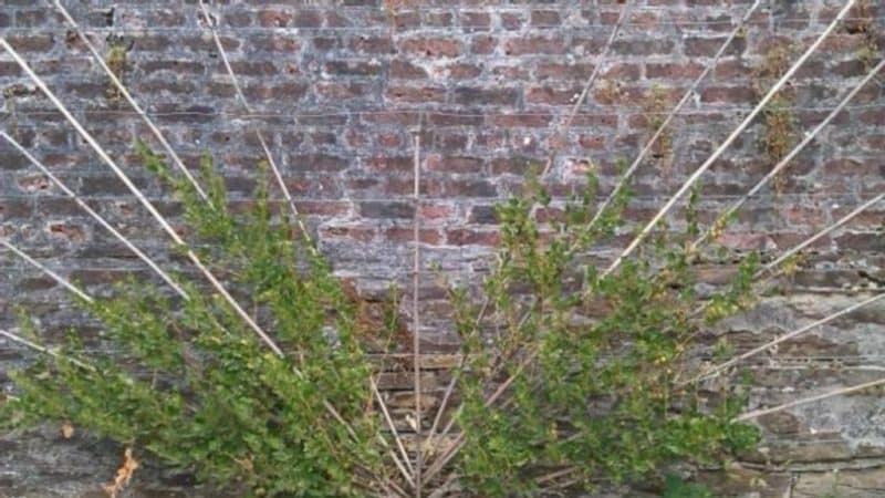 Step-by-step instructions for beginner gardeners: how to tie up gooseberries and form a bush correctly