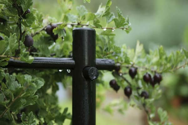 Step-by-step instructions for beginner gardeners: how to tie up gooseberries and form a bush correctly
