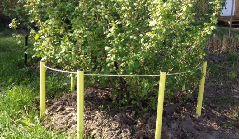 Step-by-step instructions for beginner gardeners: how to tie up gooseberries and form a bush correctly