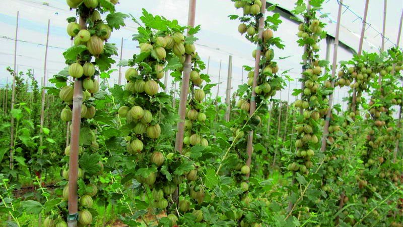 How to properly feed gooseberries in spring