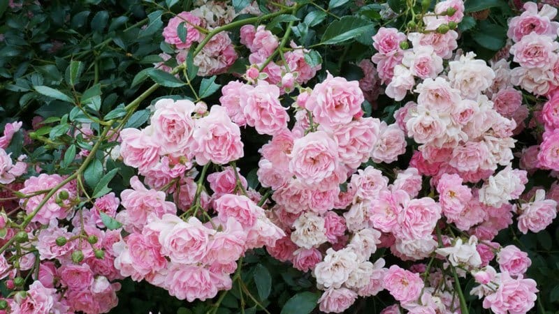 A guide to cutting roses in the fall at home for beginning gardeners