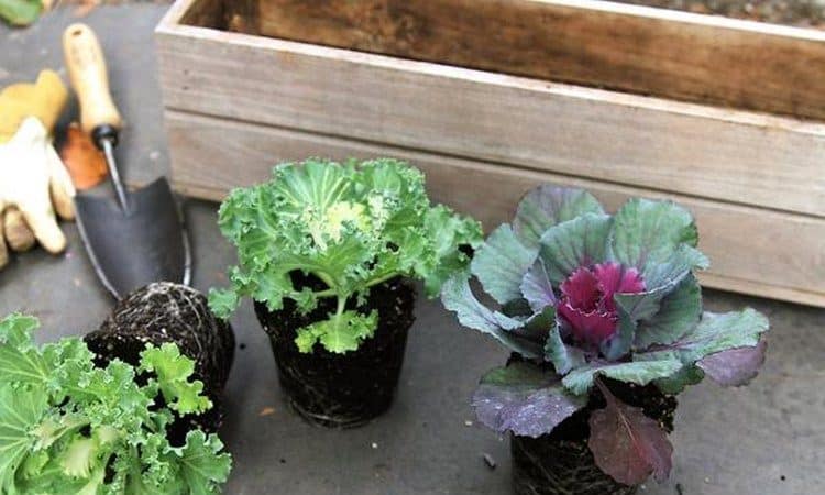Ornamental cabbage: photo, planting, growing and care