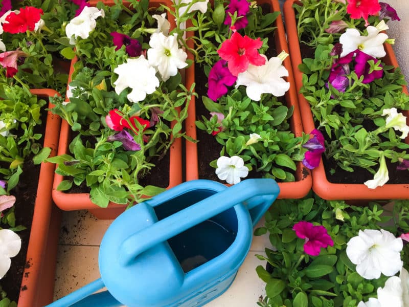 Review of popular varieties of petunia from the Opera series and their characteristics