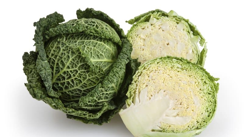 Benefits and harms, features of the use of Savoy cabbage