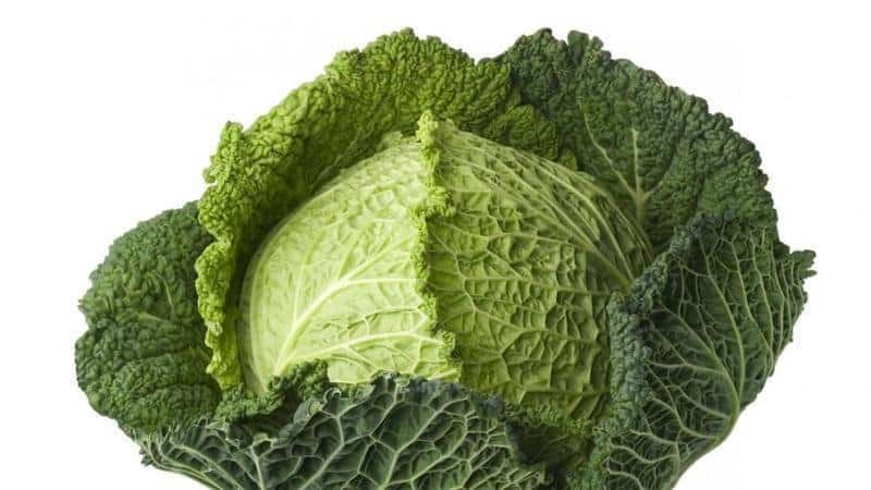Benefits and harms, features of the use of Savoy cabbage
