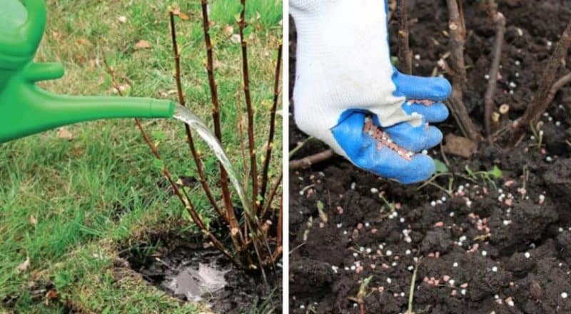 Gooseberry pruning: goals, timing, technology