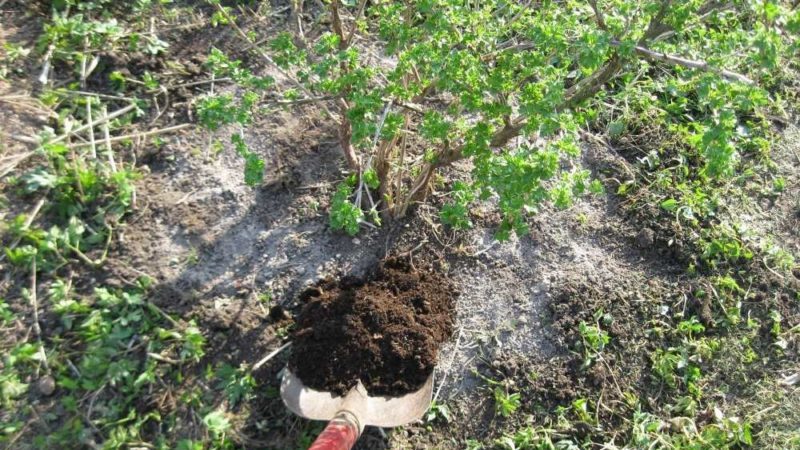 Planting and caring for gooseberries in the open ground in spring