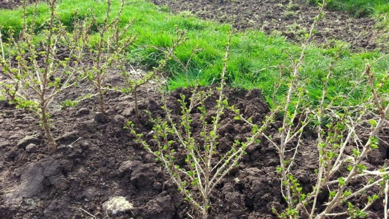 Planting and caring for gooseberries in the open ground in spring