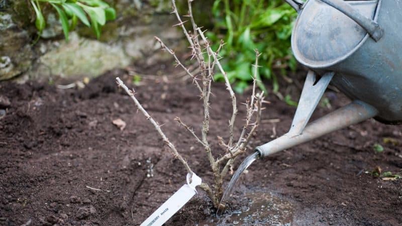 Varieties and features of growing thornless gooseberries