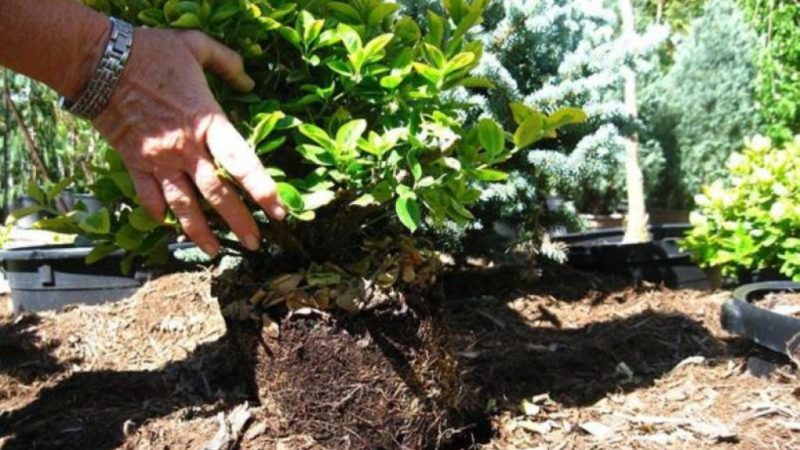 Planting honeysuckle in open ground and caring for it