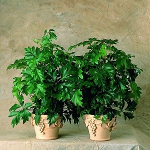 Planting indoor grapes and care at home