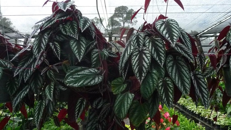 Planting indoor grapes and care at home