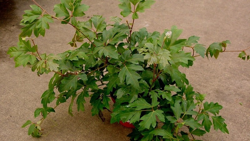 Planting indoor grapes and care at home