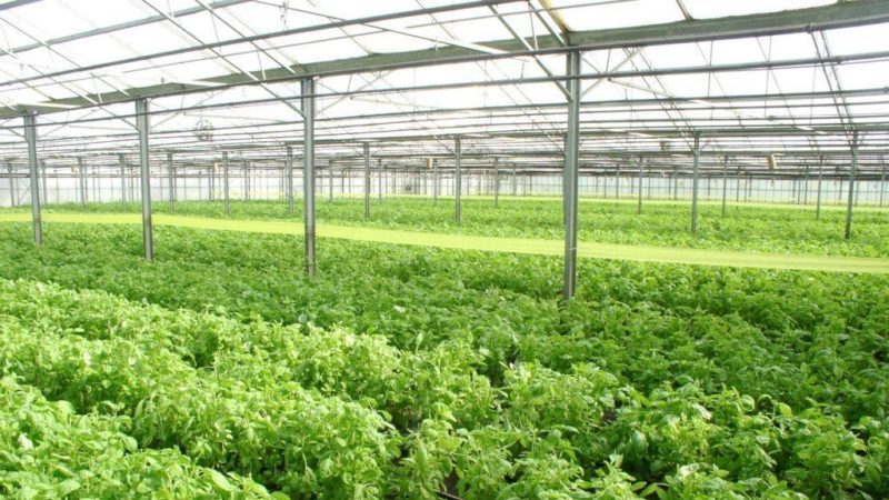 A Beginner's Guide to Planting Basil in a Greenhouse