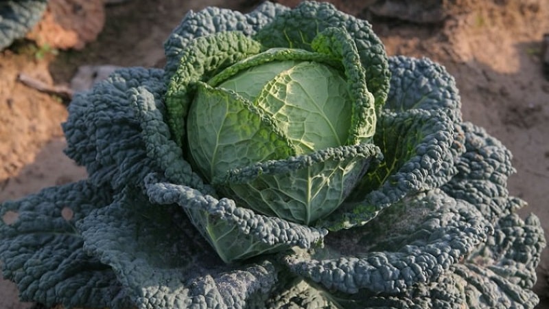 Sowing and growing Savoy cabbage