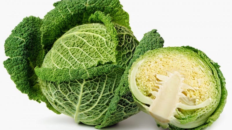 Sowing and growing Savoy cabbage
