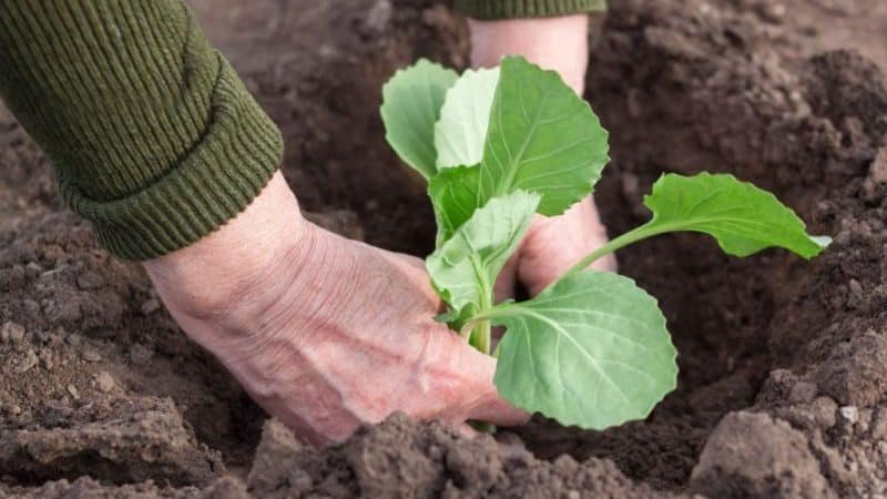 How and when to plant cabbage for seedlings and in open ground