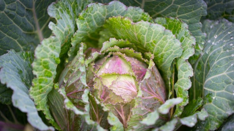 At what temperature does cabbage freeze?