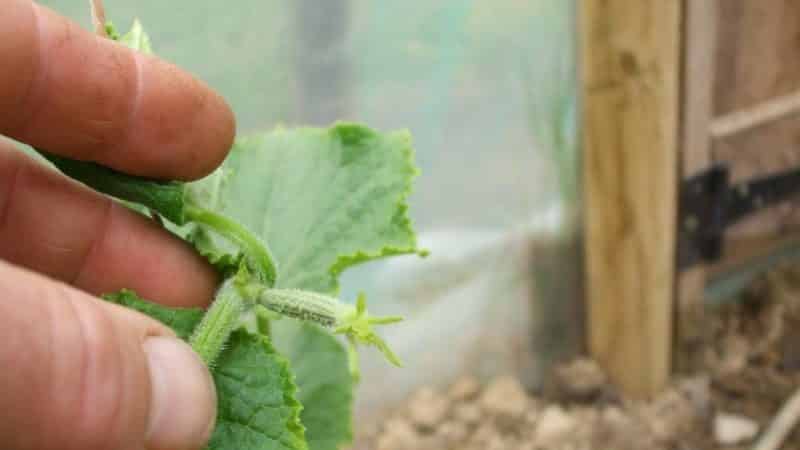How to properly pinch cucumbers in a greenhouse: rules of care from planting to harvest