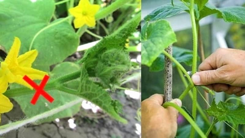 How to properly trim the leaves of cucumbers in a greenhouse and is it necessary to do so?